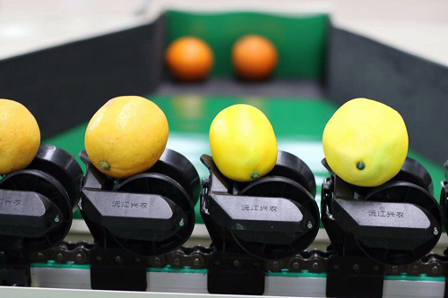 智能分選--檸檬分選機 智能分選--檸檬分選機